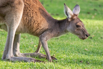 Naklejka na ściany i meble Close up portrait of a kangaroo in the wild from right side. Yanchep national park, Western Australia WA, Australia