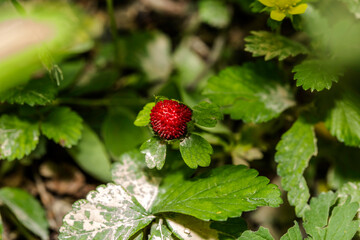 Wild strawberry on a bush.