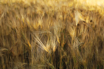Wheat field in beautiful colors close-up