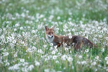 Obraz premium Rotfuchs