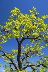 春の青空と若葉の柿の木