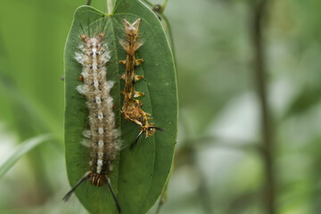caterpillar on a leaf