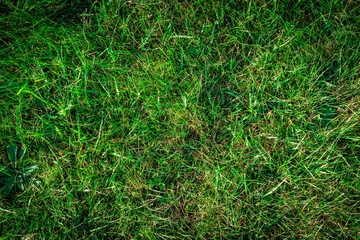 Green field texture. Spring nature pattern with greenery grass lawn background. Flat, lay.