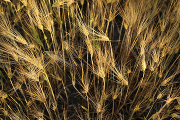 Wheat field in beautiful colors close-up