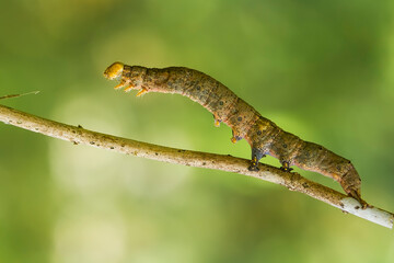 close up of caterpillar