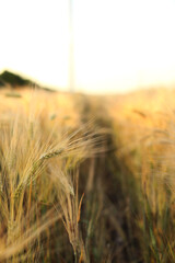 Wheat field in beautiful colors close-up