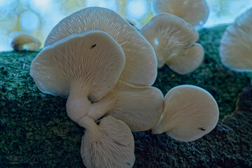 Buchen-Schleimrübling oder Beringter Schleimrübling, Oudemansiella mucida