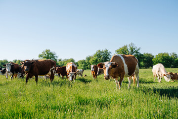 Curious cows in a field coming towards cameraman, lowering their heads.