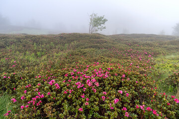 Fototapeta premium Fog form the background for wild Rhododendrons in bloom in Ligurian Alps along the French-Italian border