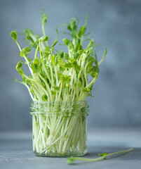 fresh pea microgreens in a glass jar