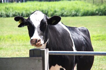 Frysian Holstein black and white cow in a land