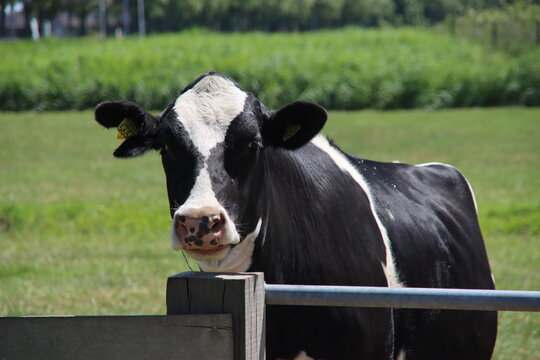 Frysian Holstein black and white cow in a land