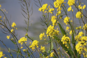 Yellow rapeseed flowers in the polders in provence Zuid Holland in the Netherlands