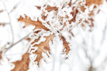 Rime on dry oak leaves. Severe frost
