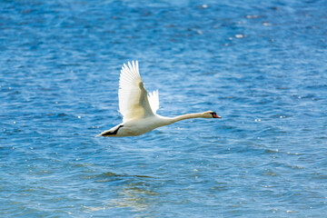 Flying swan