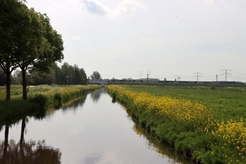 Yellow rapeseed flowers in the polders in provence Zuid Holland in the Netherlands