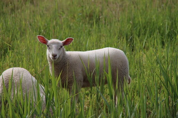Obraz premium A young lamb in the grass of a meadow in Moordrecht in the Netherlands.