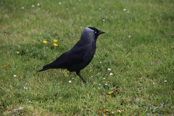 Black jackdaw in the grass of a meadow in Moordrecht in the Netherlands.
