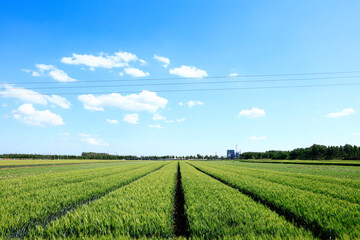 The green wheat fields