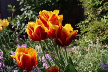 Yellow tulips with red lines during Sprintime on flowerfields in the Netherlands.