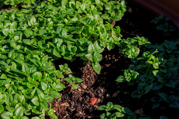 Green basil leaves planted in ground. Food and aromatic herbs concept