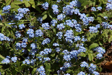 Myosotis sylvatica 'Compindi', a forget-me-not bunch blooms with striking pale blue flowers in April-May.