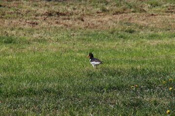 Black white Oystercatcher in the grass of a meadow in Moordrecht in the Netherlands.