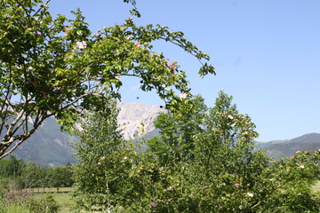 Krzewy © Bogdan B