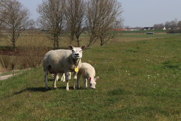 Obraz premium Sheep with lamp on a dike along the River Lek in the Netherlands .