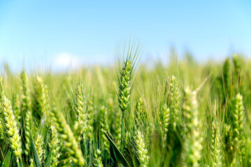 The green wheat fields