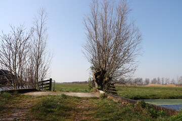 Typical Dutch polder countryside with diches and willows in the Netherlands.