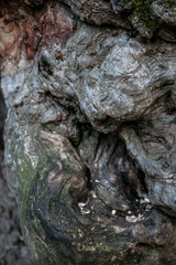 Wood texture of old tree without bark