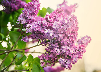 Obraz premium Lilac in the spring
