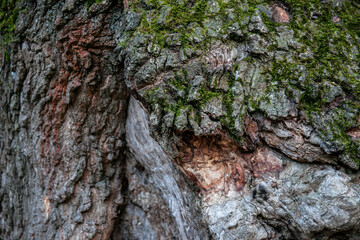 Old tree texture
