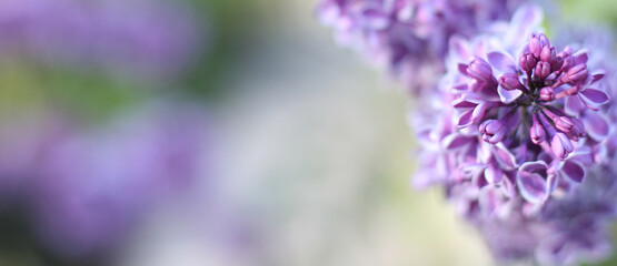 Beautiful violet lilac flowers with green background. Elegant artistic image nature. Banner format, copy space. Focus on flowers in right coner