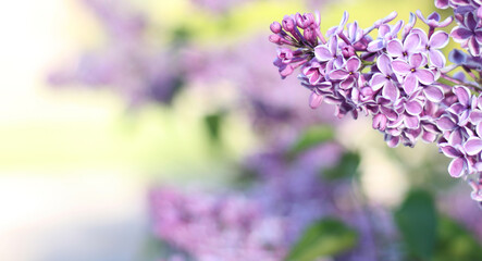 Beautiful  lilac flowers with green background. Elegant artistic image nature. Banner format, copy space. Focus on flowers