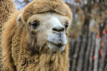 The Bactrian camel (Camelus bactrianus) close up