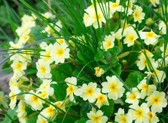 Obraz premium Yellow flowers Primroses and green grass