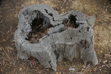A dead, weathered eucalyptus tree stump in the Australian bush.