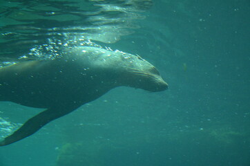 Harbor seal (Phoca vitulina) in Frankfurt zoo