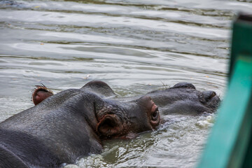 Fototapeta na wymiar The hippopotamus (Hippopotamus amphibius), also called the common hippopotamus or river hippopotamus floating in water.