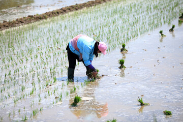 Farmer planted rice seedlings in the field