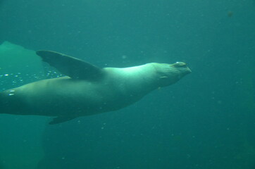 Fototapeta premium Harbor seal (Phoca vitulina) in Frankfurt zoo