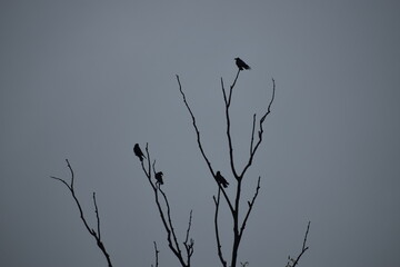 “Some birds are not meant to be caged, that's all. ...