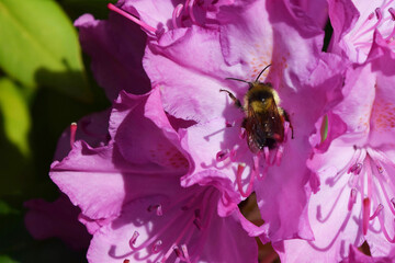 Bee on Pacific Rhododendron 20