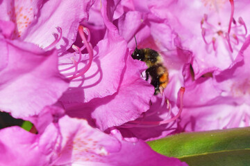 Bee on Pacific Rhododendron 12