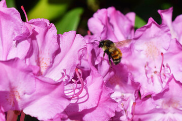 Bee on Pacific Rhododendron 11
