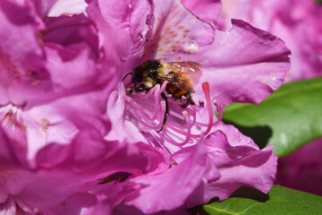 Bee on Pacific Rhododendron 4