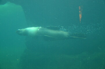 Fototapeta premium Harbor seal (Phoca vitulina) in Frankfurt zoo