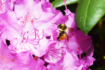 Bee on Pacific Rhododendron